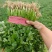 【精品大叶香菜/山东香菜】基地直供/产地直发/可全国发货