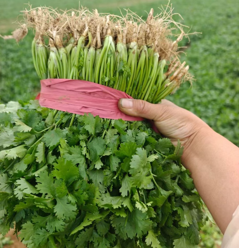 【精品大叶香菜/山东香菜】基地直供/产地直发/可全国发货