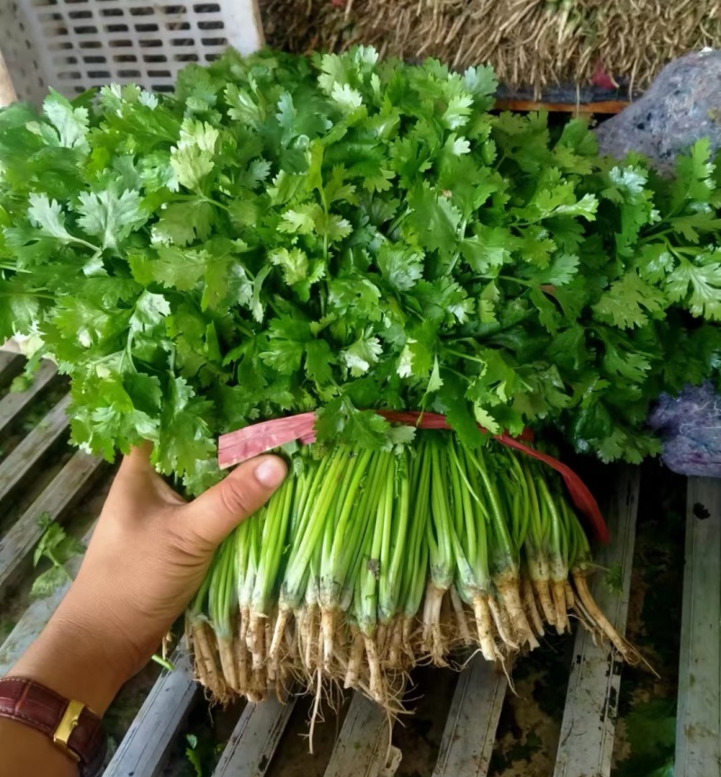 【精品大叶香菜/山东香菜】基地直供/产地直发/可全国发货