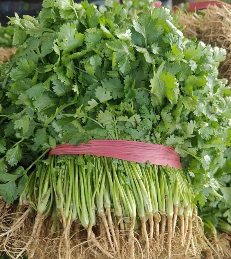 【精品大叶香菜/山东香菜】基地直供/产地直发/可全国发货