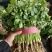 【精品大叶香菜/山东香菜】基地直供/产地直发/可全国发货