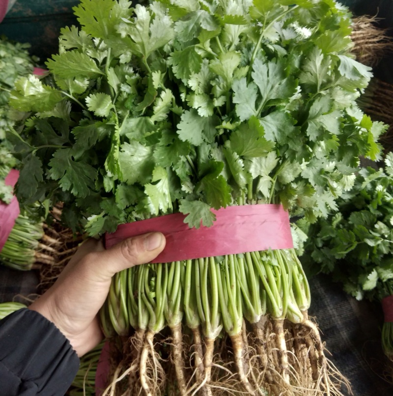 【精品大叶香菜/山东香菜】基地直供/产地直发/可全国发货