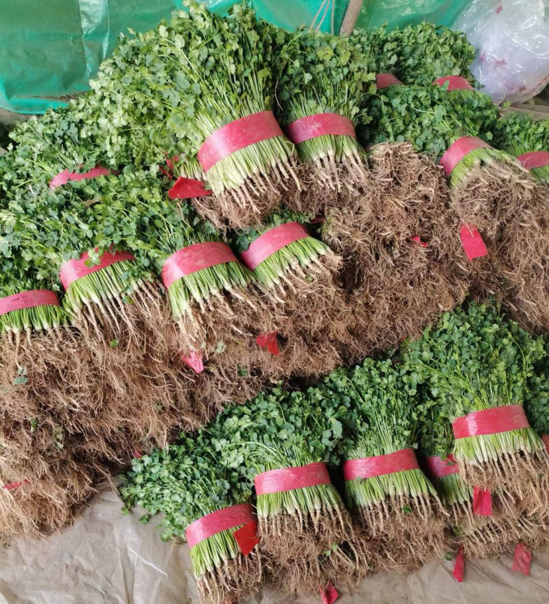 【精品大叶香菜/山东香菜】基地直供/产地直发/可全国发货