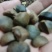 供应野生油茶籽货源充足，出油率高，一手货源