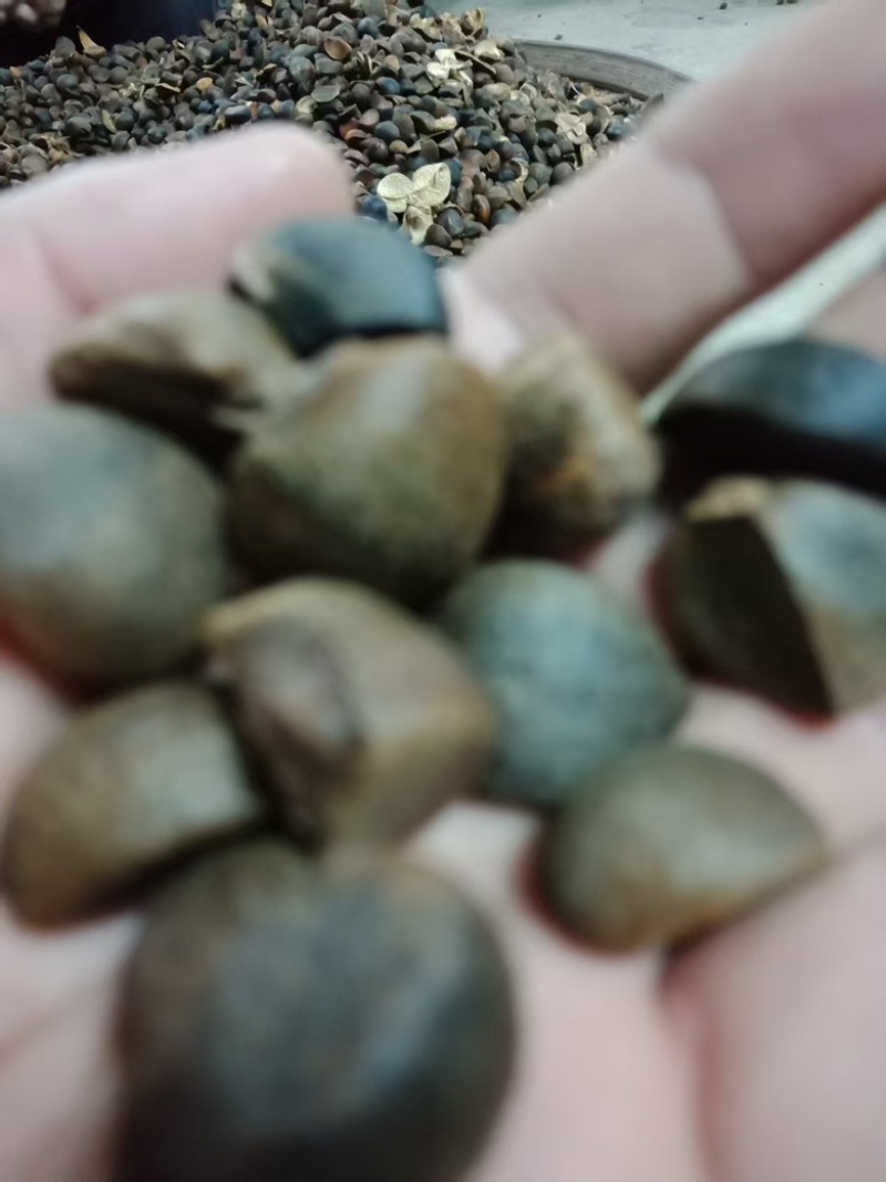 供应野生油茶籽货源充足，出油率高，一手货源