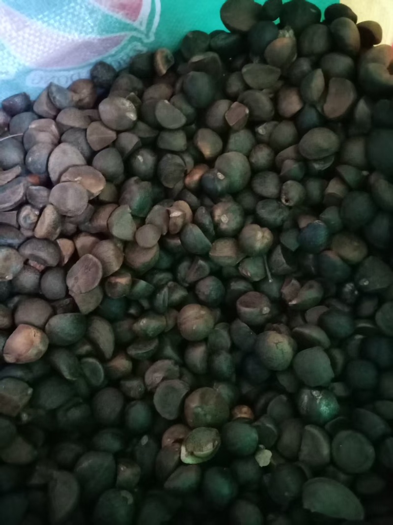 供应野生油茶籽货源充足，出油率高，一手货源