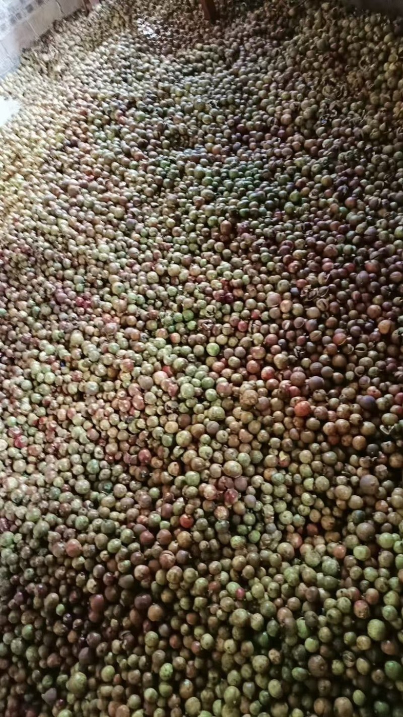 供应野生油茶籽货源充足，出油率高，一手货源