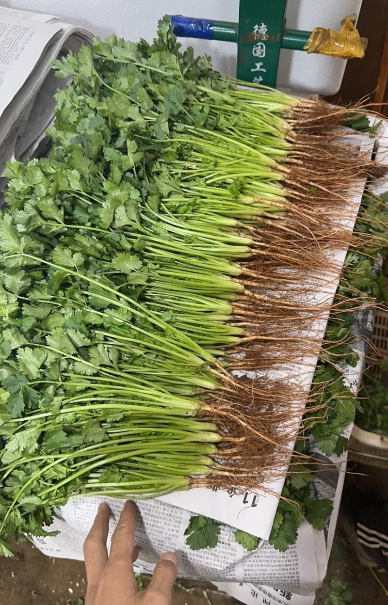 【精品大叶香菜/山东香菜】基地直供/产地直发/可全国发货