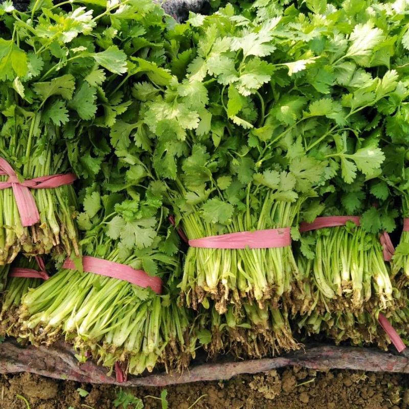 【精品大叶香菜/山东香菜】基地直供/产地直发/可全国发货
