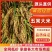 五常稻花香水稻，物美价廉保质保量绝不搀假
