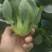 苏州青太湖菜大黑菜产地直销量大从优可视频看货对接全国