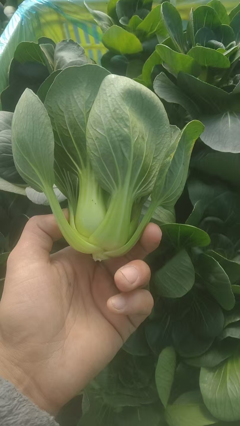 苏州青太湖菜大黑菜产地直销量大从优可视频看货对接全国