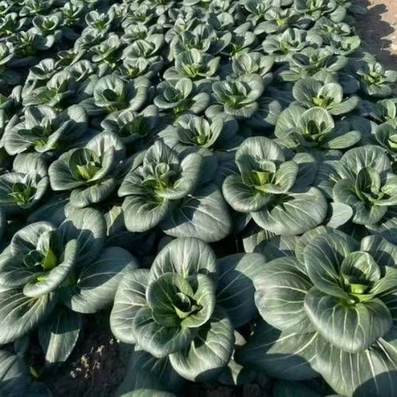 苏州青太湖菜大黑菜产地直销量大从优可视频看货对接全国