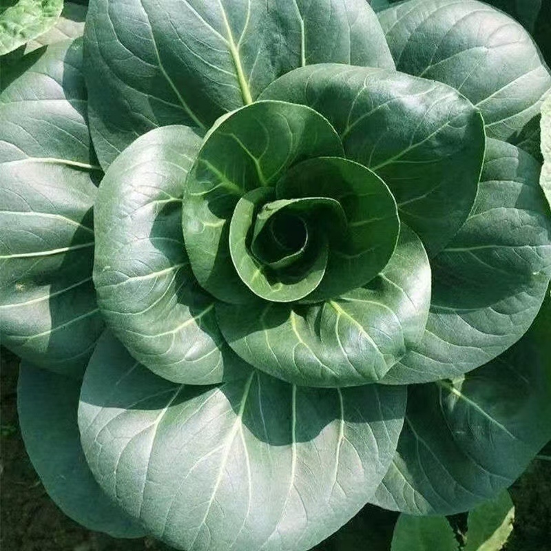 苏州青太湖菜大黑菜产地直销量大从优可视频看货对接全国