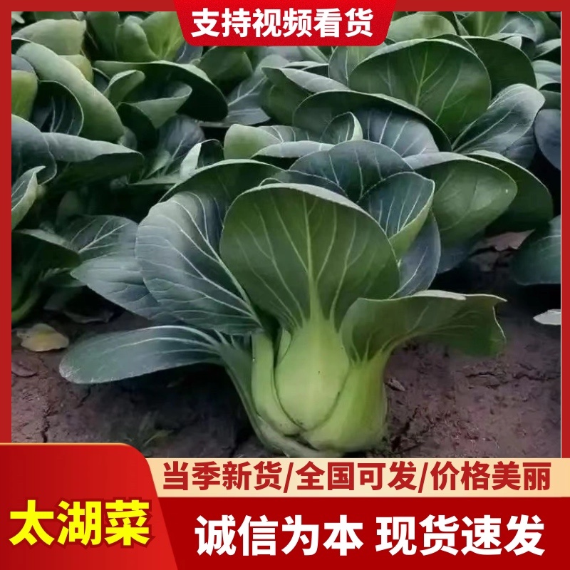 苏州青太湖菜大黑菜产地直销量大从优可视频看货对接全国