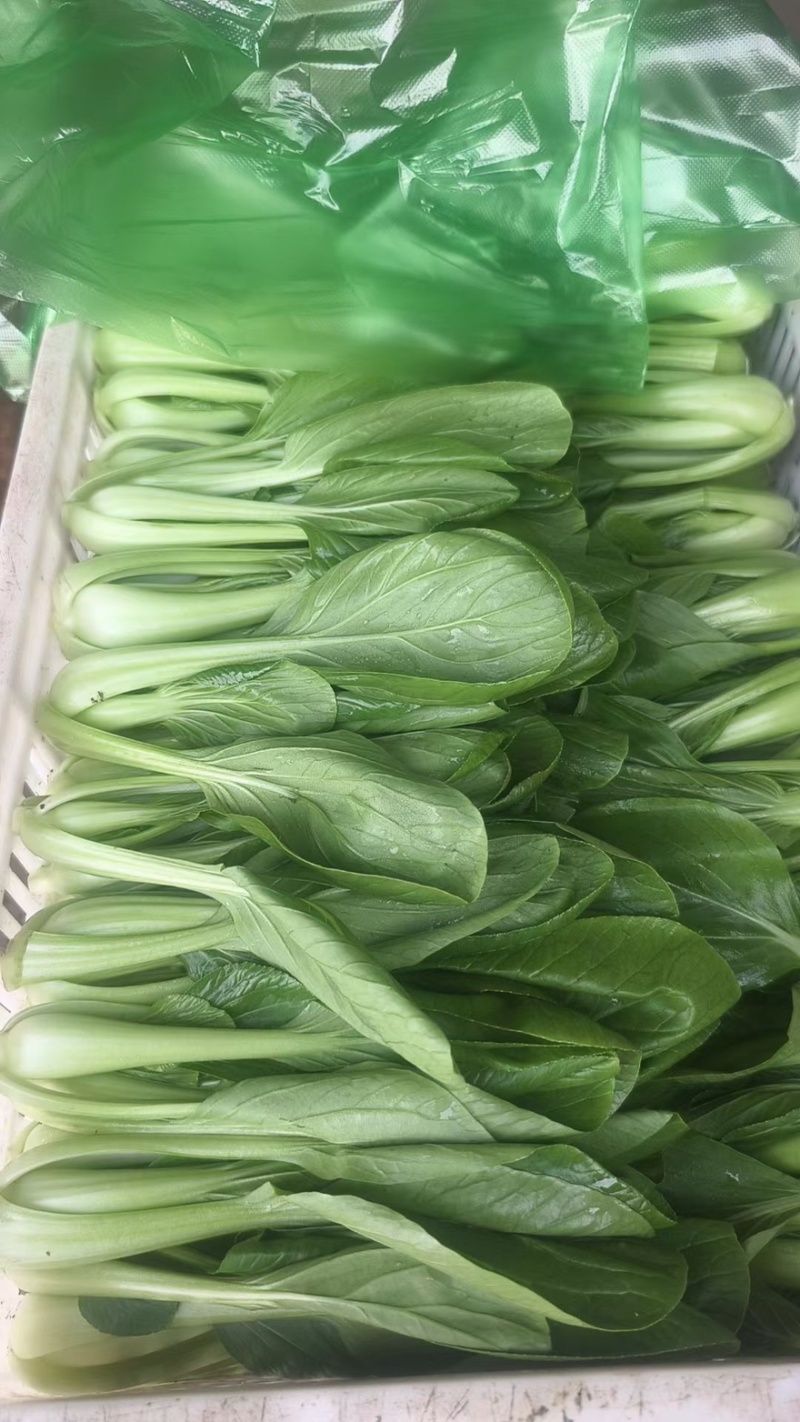 苏州青太湖菜大黑菜产地直销量大从优可视频看货对接全国