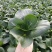 苏州青太湖菜大黑菜产地直销量大从优可视频看货对接全国