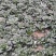 苏州青太湖菜大黑菜产地直销量大从优可视频看货对接全国