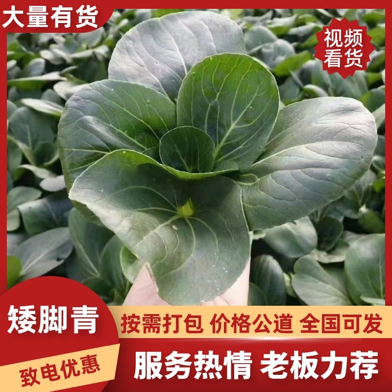 矮脚青苏州青太湖菜大黑菜品类齐全产地直销量大从优