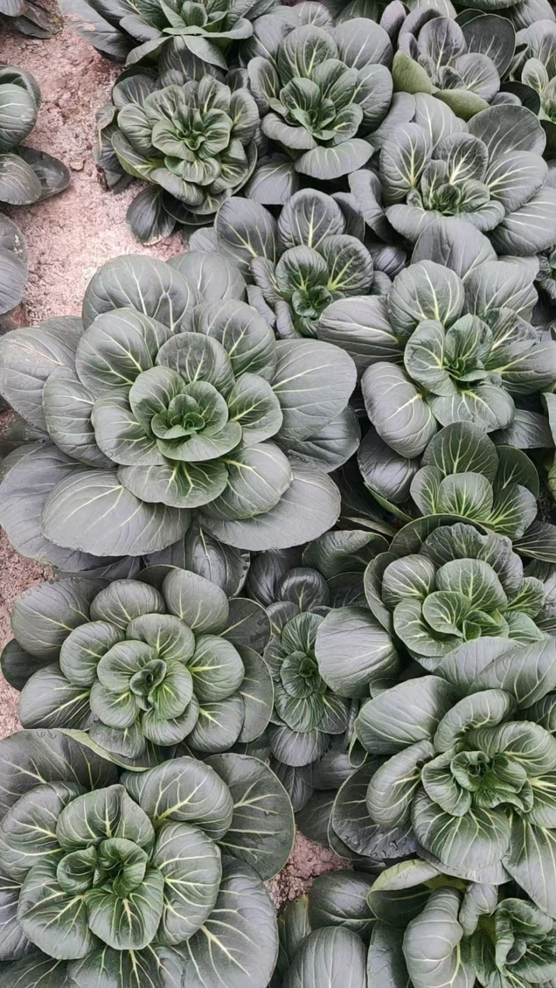 矮脚青苏州青太湖菜大黑菜品类齐全产地直销量大从优