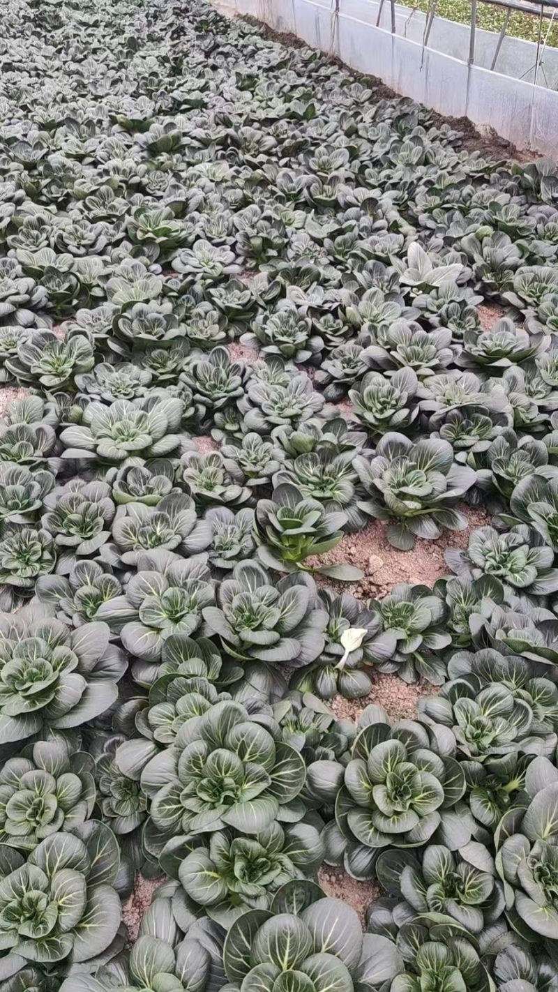 矮脚青苏州青太湖菜大黑菜品类齐全产地直销量大从优