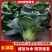 矮脚青苏州青太湖菜大黑菜品类齐全产地直销量大从优