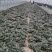 苏州青太湖菜大黑菜全国可发大量上市可视频看货对接