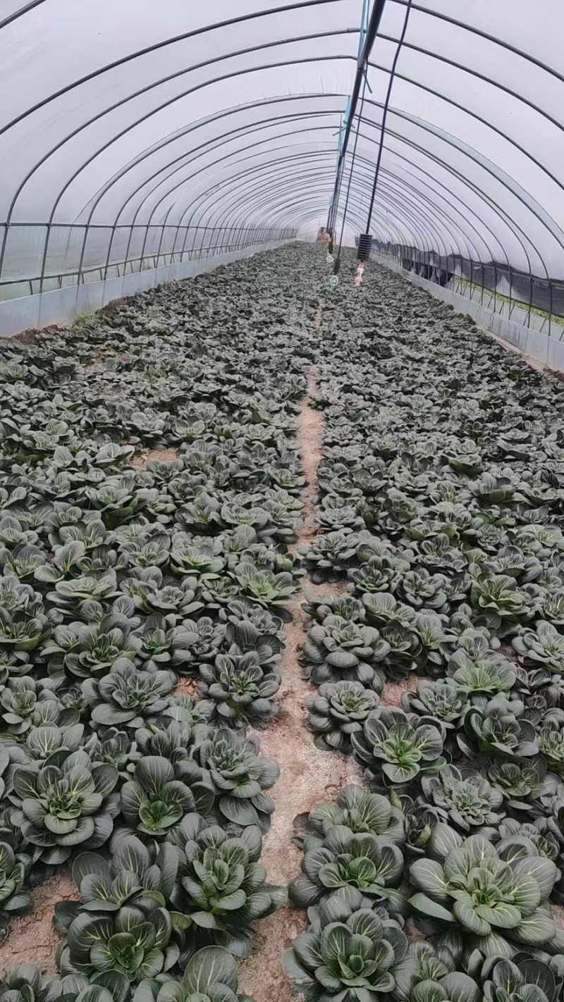 苏州青太湖菜大黑菜全国可发大量上市可视频看货对接