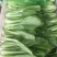 苏州青太湖菜大黑菜全国可发大量上市可视频看货对接