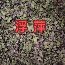 萍紫背浮萍新货无硫中药材浮萍草浮萍水干净无杂质量保证草药