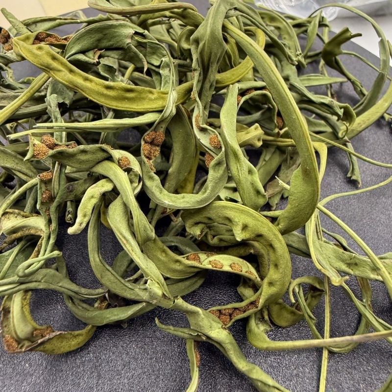 肾精草中药材长白山肾精草当季采摘康养斋中药材专营