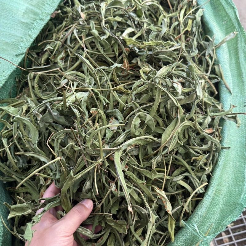 肾精草中药材长白山肾精草当季采摘康养斋中药材专营