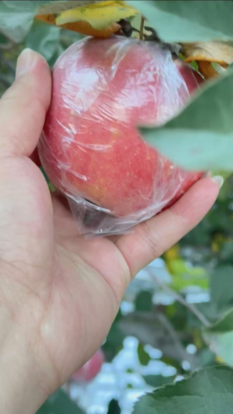 苹果/山西运城/量大从优
