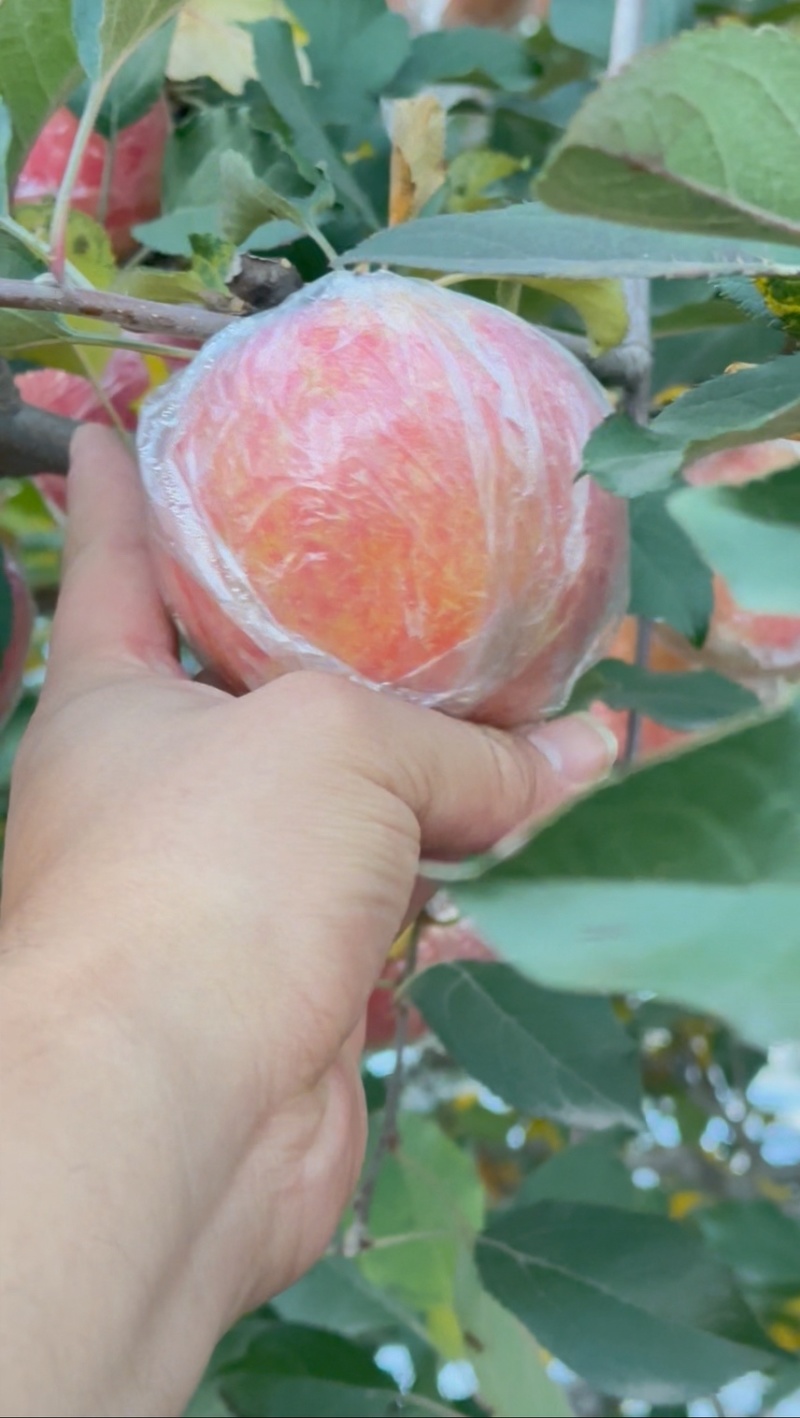 苹果/山西运城/量大从优