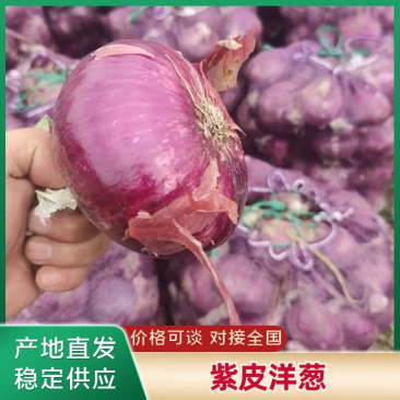 【人工挑选】新鲜出土紫皮洋葱一手货源产地发货价格实惠