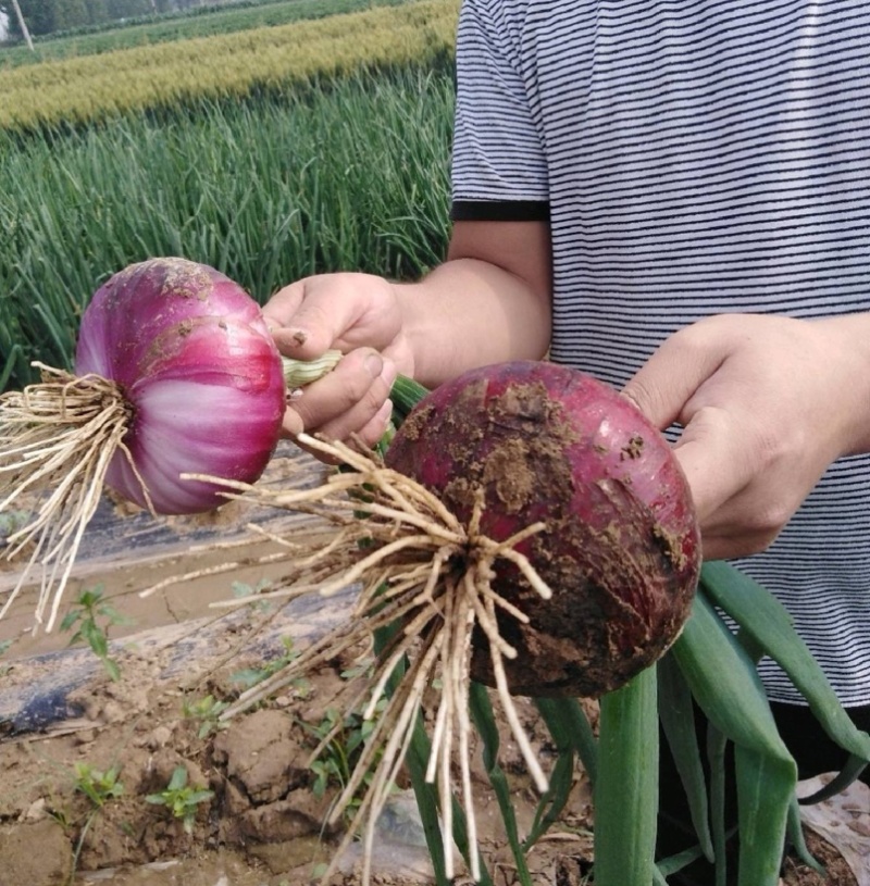 【人工挑选】新鲜出土紫皮洋葱一手货源产地发货价格实惠
