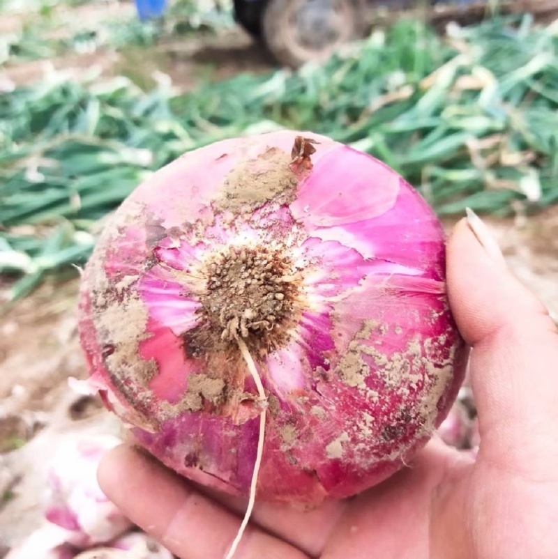 【人工挑选】新鲜出土紫皮洋葱一手货源产地发货价格实惠