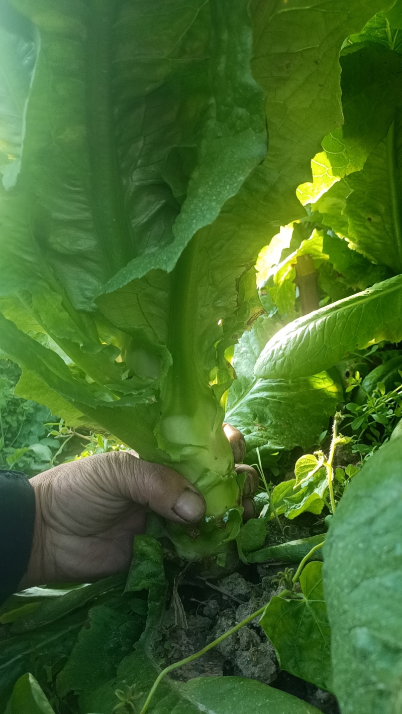 一点红莴笋上市了质量保证赶紧下单。