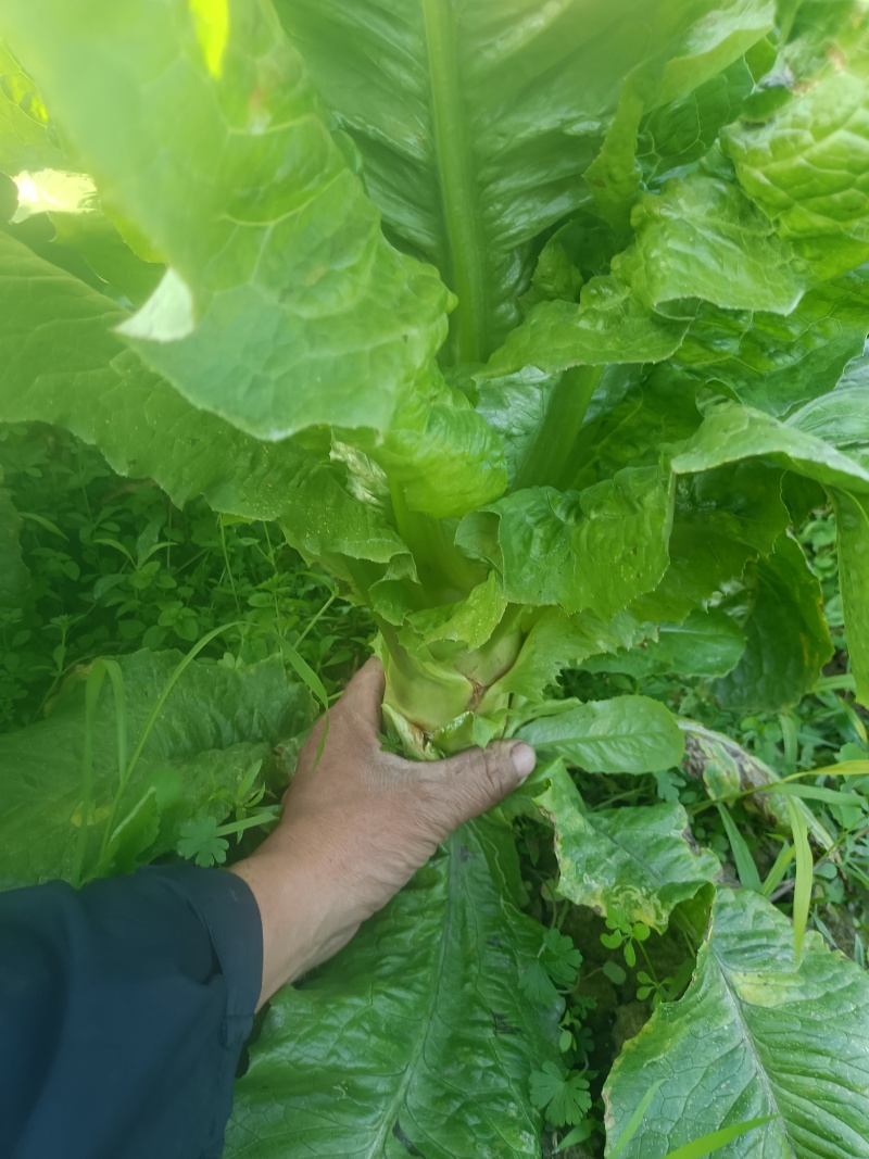 一点红莴笋上市了质量保证赶紧下单。