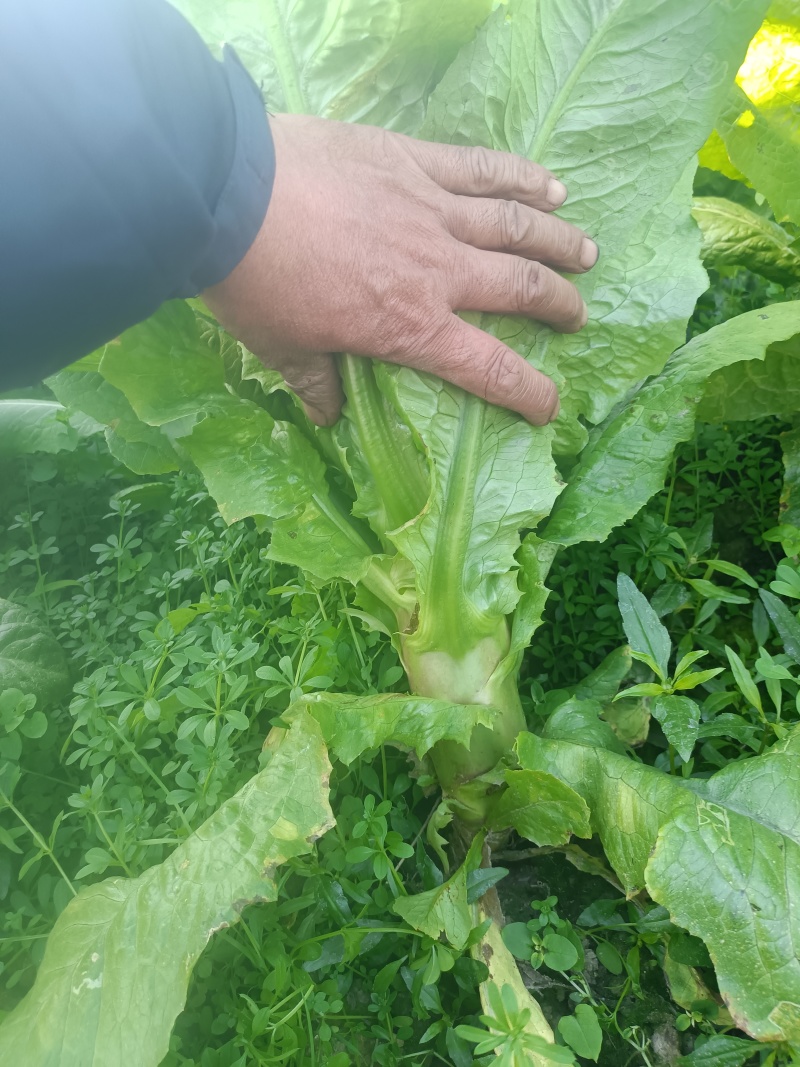一点红莴笋上市了质量保证赶紧下单。