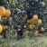 高山脐橙｜远离污染｜昼夜温差养出好甜度，维C满格