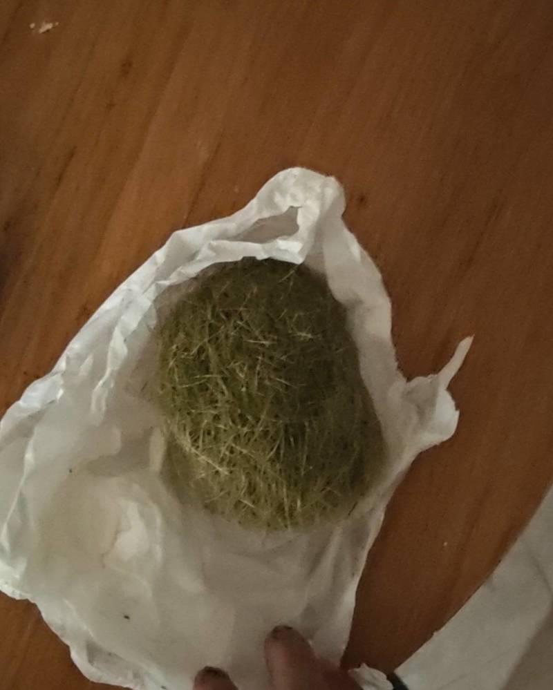 猪宝