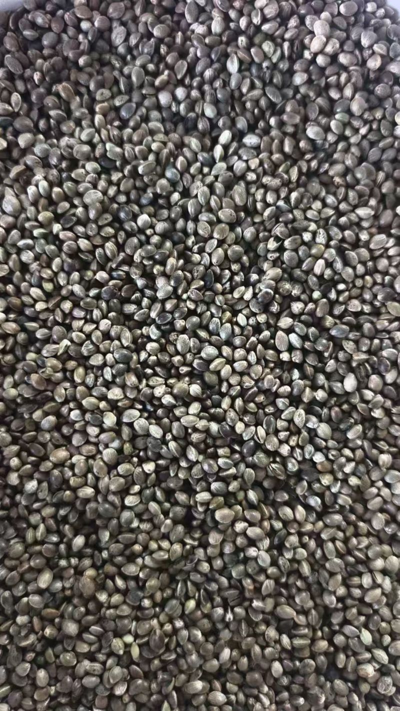 麻子