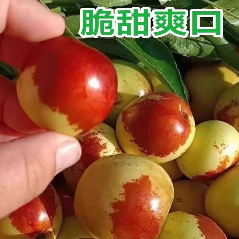 《实力》山东沾化冬枣基地直发物美价廉一件代发对接全国