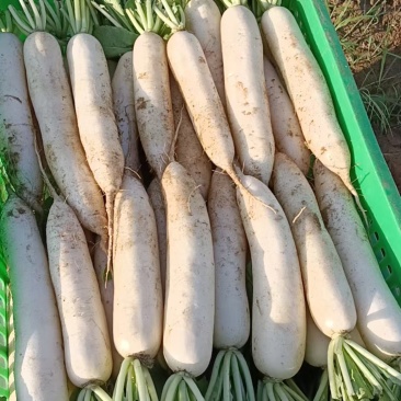 漳浦沙地精品早熟萝卜，欢迎前来订购