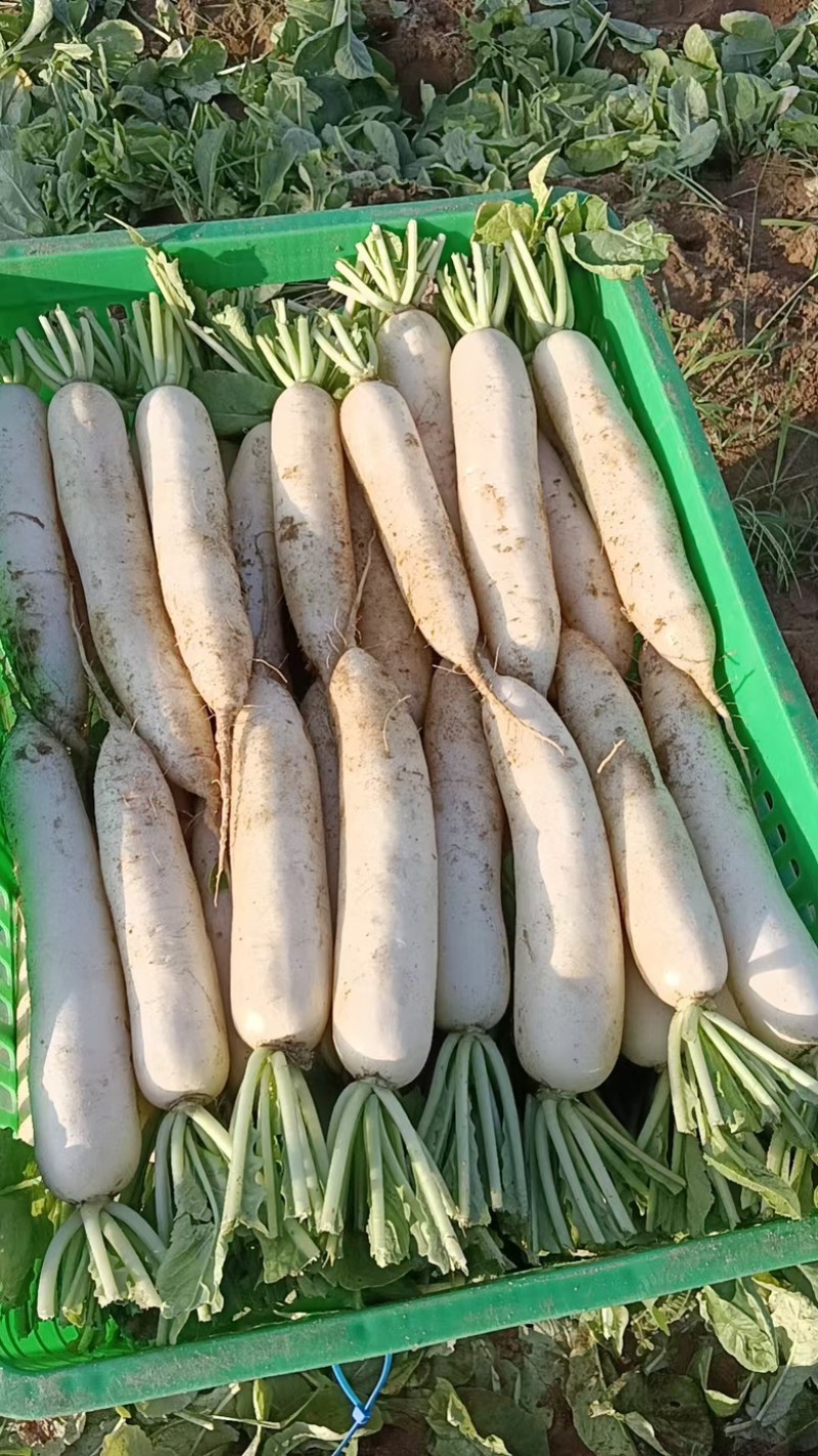 漳浦沙地精品早熟萝卜，欢迎前来订购