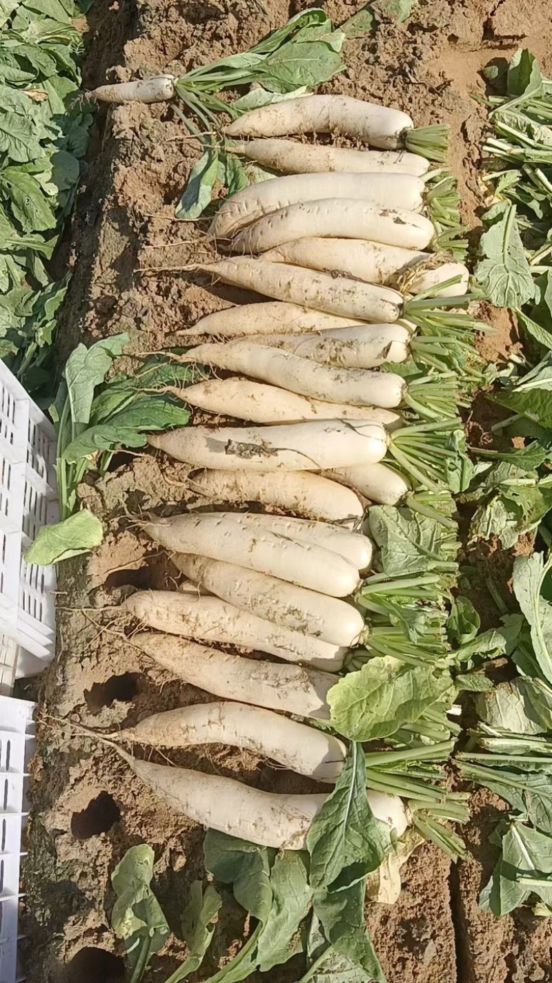 漳浦沙地精品早熟萝卜，欢迎前来订购