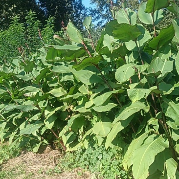芭蕉芋产地直销量大质优保质保量欢迎各大老板采购