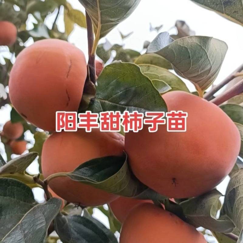 阳丰2年柿子苗基地直发诚信合作欢迎来电咨询