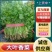 【精品大叶香菜/山东香菜】基地直供/产地直发/可全国发货